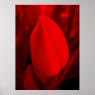 RED TULIP-Poster Poster