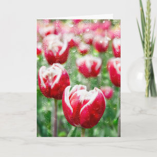 red tulip with raindrops on glass kaart