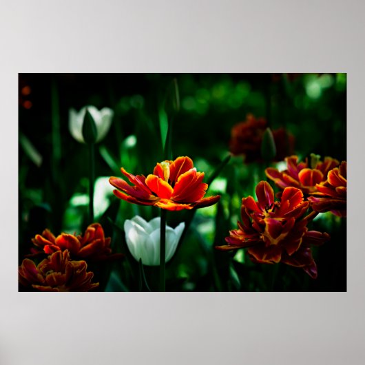 Red Tulip - Zijne Majesteit de Koning Poster (Voorkant)