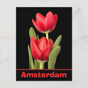 Red Tulips Amsterdam Briefkaart