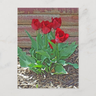Red Tulips Art Briefkaart