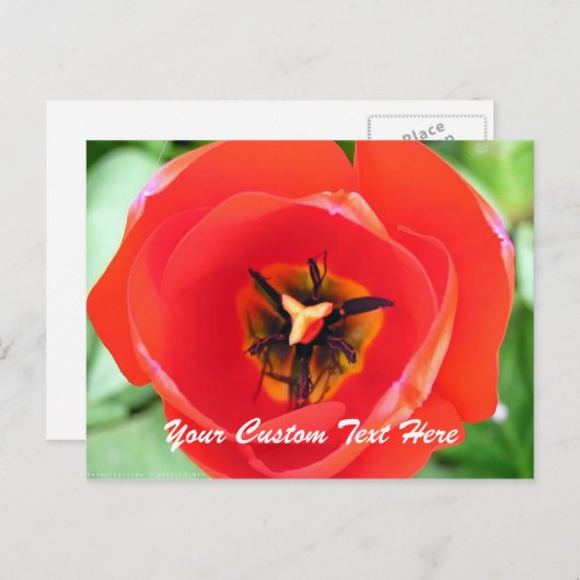 Red Tulp Macro Flower Custom-Briefkaart Briefkaart (Voorkant / Achterkant)