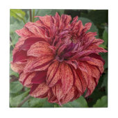 Red Variegated Dahlia Bloom Floral Tegeltje (Voorkant)