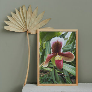 Red Venus Slipper Orchid Floral Foto Afdruk