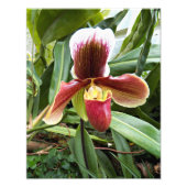 Red Venus Slipper Orchid Floral Foto Afdruk (Voorkant)