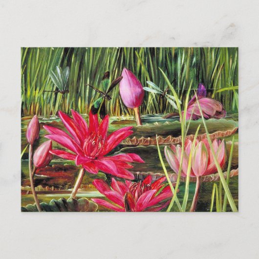 Red Water Lily uit Zuid-India Briefkaart (Voorkant)