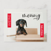 Red we verplaatsen Dachshund Dog in Box Briefkaart (Voorkant)