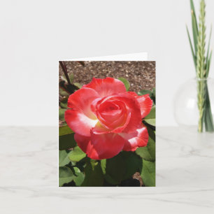 Red White Rose Foto gevouwen Note Kaart