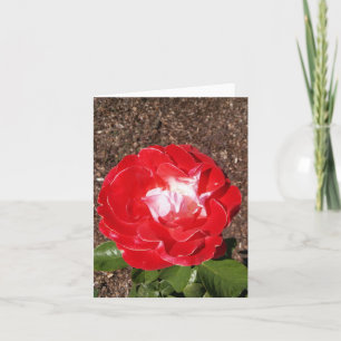 Red White Rose Foto gevouwen Note Kaart