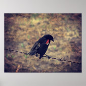 Red Wing Blackbird Poster (Voorkant)