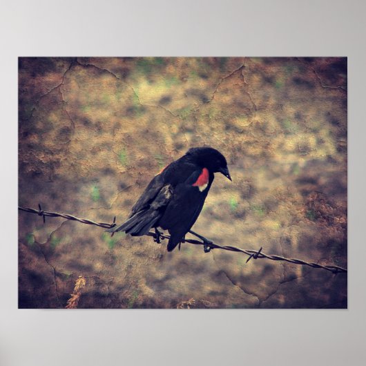 Red Wing Blackbird Poster (Voorkant)