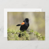 Red Winged Blackbird Briefkaart (Voorkant / Achterkant)