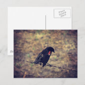 Red Winged Blackbird Briefkaart (Voorkant / Achterkant)