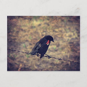Red Winged Blackbird Briefkaart