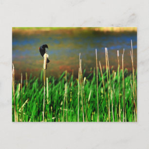 Red Winged Blackbird Briefkaart