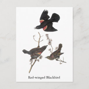 Red-Winged Blackbird, John Audubon Briefkaart