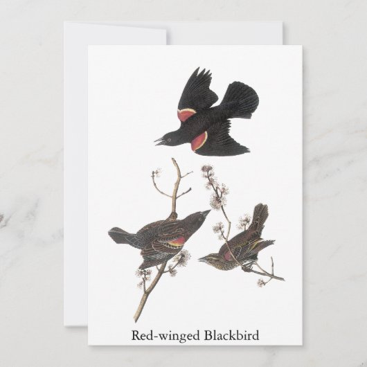 Red-Winged Blackbird, John Audubon Kaart (Voorkant)