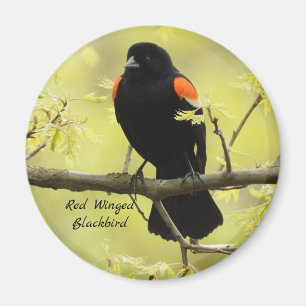 Red Winged Blackbird Magneet