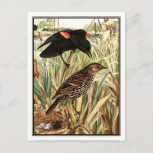 Red-Winged Blackbird - Robert Bruce Horsfall Briefkaart