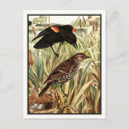 Red-Winged Blackbird - Robert Bruce Horsfall Briefkaart (Voorkant)
