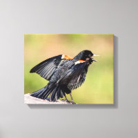 Red Winged Blackbird Singing