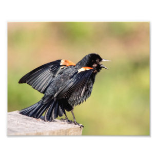 Red Winged Blackbird Singing Foto Afdruk