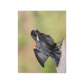 Red Winged Blackbird Singing Notitieblok (Gedraaid)