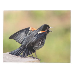 Red Winged Blackbird Singing Notitieblok