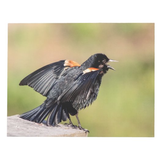 Red Winged Blackbird Singing Notitieblok (Voorkant)