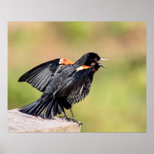 Red Winged Blackbird Singing Poster (Voorkant)