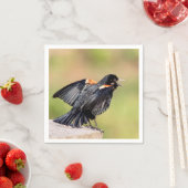 Red Winged Blackbird Singing Servetten (Insitu)