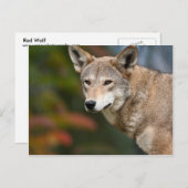 Red Wolf Briefkaart (Voorkant / Achterkant)
