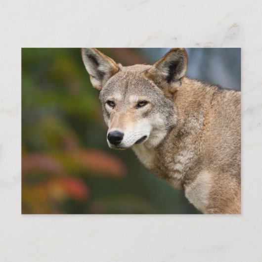 Red Wolf Briefkaart (Voorkant)
