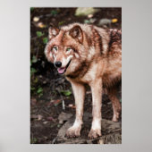 Red Wolf Cabin Style Modern Foto Poster (Voorkant)