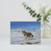 Red Wolf februari 2011 Briefkaart (Staand voorkant)