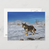 Red Wolf februari 2011 Briefkaart (Voorkant / Achterkant)