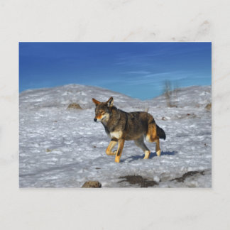 Red Wolf februari 2011 Briefkaart