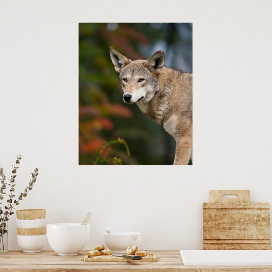 Red Wolf Poster (Keuken)