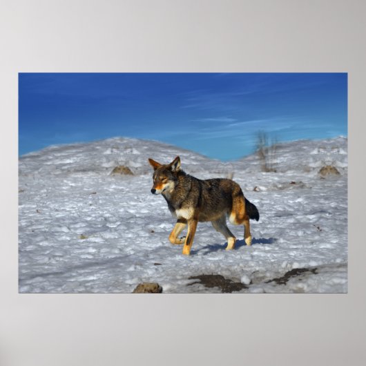 Red Wolf Winter Februari 2011 Poster (Voorkant)