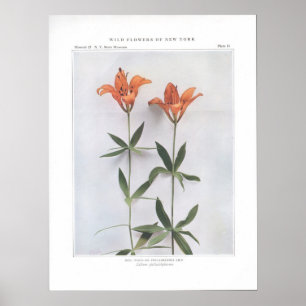 Red, Wood of Philadelphia Lily Poster