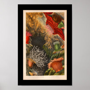 Red Zee Anemone Illustratie Afdruk Poster