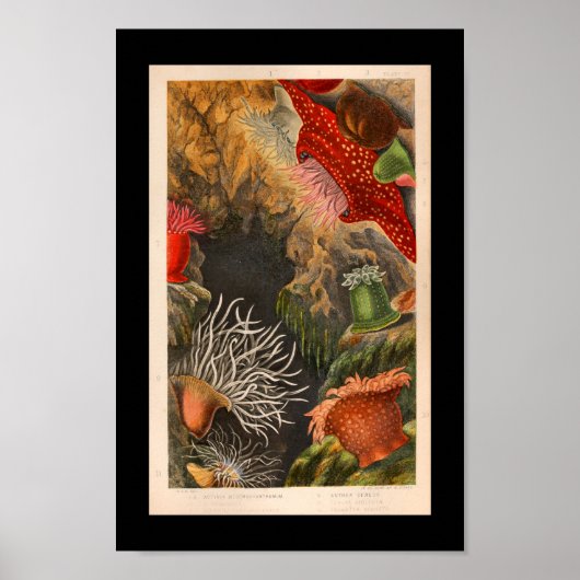 Red Zee Anemone Illustratie Afdruk Poster (Voorkant)