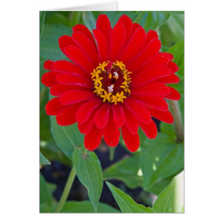 Red Zinnia