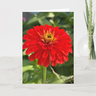 Red Zinnia Blank Note Card Bedankkaart