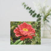 Red Zinnia-Briefkaart Briefkaart (Staand voorkant)