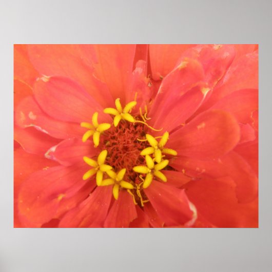 Red Zinnia Macro Print (Voorkant)