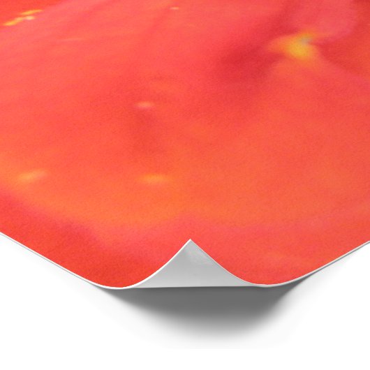 Red Zinnia Macro Print (Hoek)