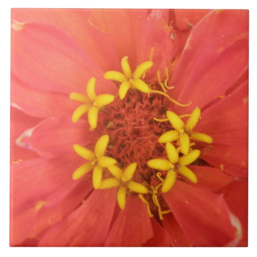 Red Zinnia Macro Tile Tegeltje (Voorkant)
