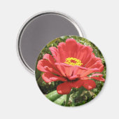 Red Zinnia Magnet (Recto/Verso)