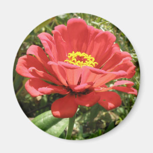 Red Zinnia Magnet Magneet
